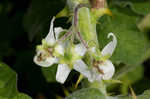 Tropical soda apple